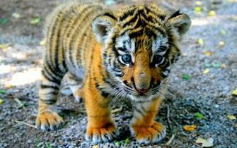 Cute Tiger Cub Wallpaper 5f2560x1600 HD