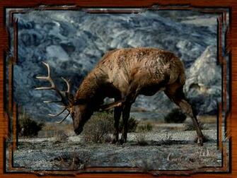 Elk Screensavers