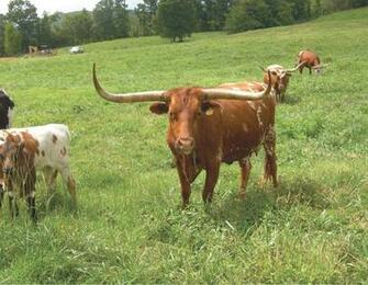Dickinson Cattle Co Llc Home Texas Longhorn Celebrity Calendar
