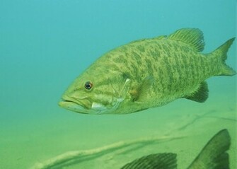 Small Mouth Bass Pictures Information Wallpaper Photos