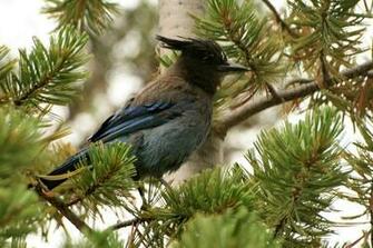 Birds Wildlife Wallpaper