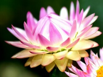 Flower Power Wallpaper Ii By Superjuju29