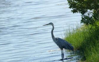 Heron Wallpaper