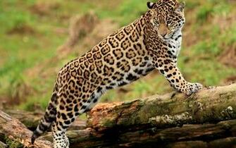 Jaguar Computer Wallpaper Desktop Background Id