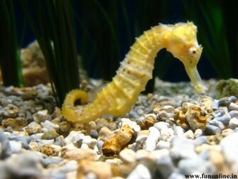 Seahorse Wallpaper Cute Water Creature Seahorses