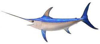 Best HD Swordfish Wallpaper Feelgrph