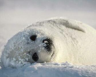 New Amazing Animals Wallpaper