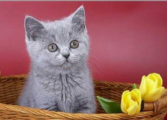 Cat And Flowers Computer Screen Saver Pc Desktop Wallpaper