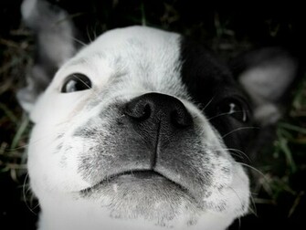 Dog Photo And Wallpaper Beautiful Black White Boston Terrier