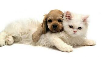 Puppy Dog Wallpaper For Girls Desktop