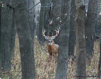 Whitetail Deer Wallpaper