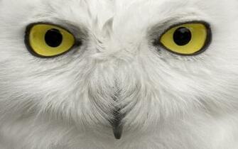 Snowy Owl Computer Wallpaper Desktop Background Id