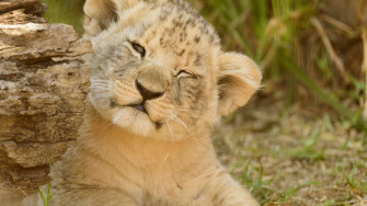 Cute Baby Lion Wallpaper