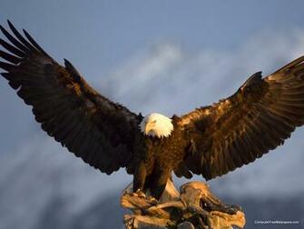 Animals Wallpaper Bald Eagle Kachemak Bay Kenai Peninsula