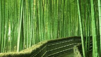 Desktop Background HD Forest
