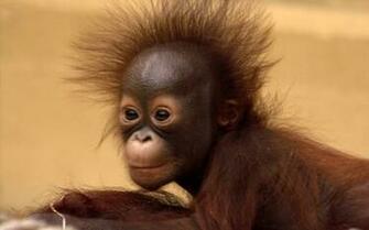 Baby Orangutan Cute Photos HD Wallpaper Image Pictures