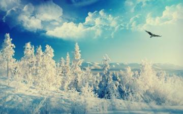 Sunny Winter Wallpaper Stock Photos