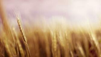 Wunderlist Background Wheat Jpg At