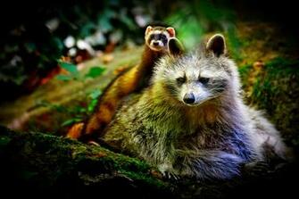 Cute Ferret Raccoon Funny Background Desktop Wall Mobile Wallpaper