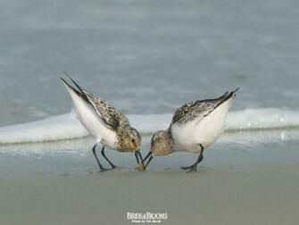 Birding Birds Blooms