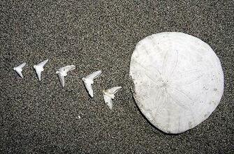 Sand Dollar Animation Wallpaper