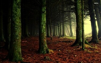 Dark Woods Wallpaper Nature