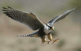 Peregrine Falcon Wallpaper