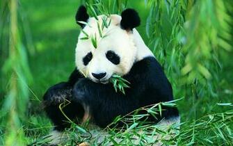 Panda Computer Wallpaper Desktop Background Id