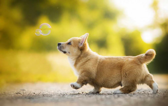 Corgi Wallpaper