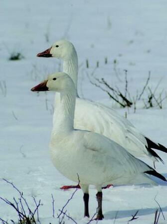 Snow Goose Wallpaper Picture Photo
