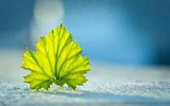 Wallpaper Desktop High Quality HD