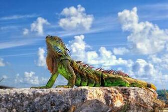 Lizard Wallpaper