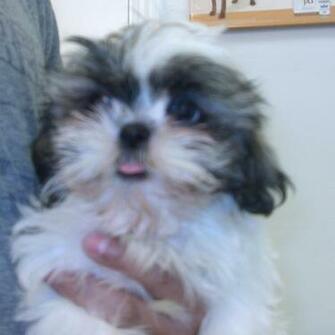 Shih Tzu