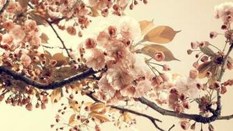 Vintage Flowers Background HD Wallpaper Of