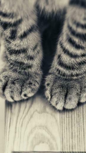 iPhone Wallpaper Cat Fun Stuff