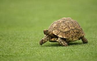 Tortoise Wallpaper 2fma747 Kb 4usky