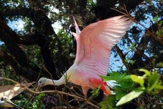 Pink Flamingo Sleeping Upright Wallpaper Desktop Background