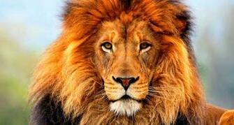 Animals HD Wallpaper Apnatimepass