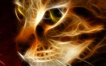 Flaming Cat Wallpaper On