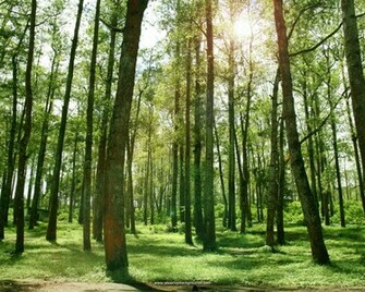 To Go Down Discover The Best Wallpaper Of Forest