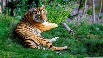 Tiger Super Photo Shoot Long Body Animal Lovers Wallpaper
