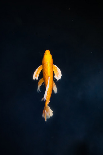 Koi Fish Pictures Image