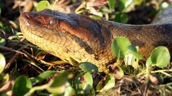 Wallpaper HD Anaconda Snake High Resolution Best Size