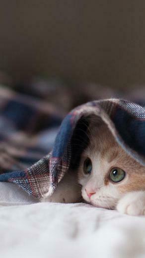 Galaxy Cat Wallpaper iPhone S4 HD