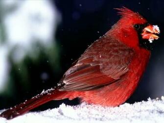 P Ssaro Vermelho Na Neve Vetor