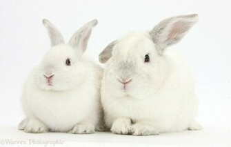 Elderly White Rabbit And Young Background Jpg