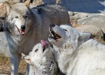 Pack Of Arctic Wolves Wallpaper