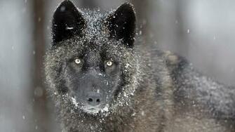 Pics Photos Grey Wolf Wallpaper