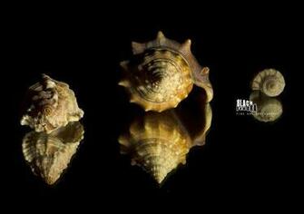 Seashells Reflection Desktop Wallpaper By Blackfedoraartnstuff