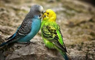 Wallpaper Background Desktop HD Beautiful Kissing Birds Photos My